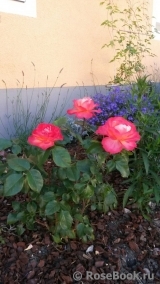 Caritas rosen Caritas rosen