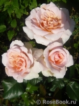 Johann Strauss Johann Strauss