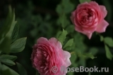 Jubilee Celebration® Jubilee Celebration®