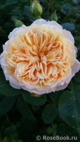 Crown Princess Margareta® Crown Princess Margareta®