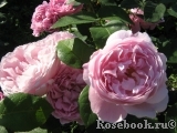 Mary Rose Mary Rose