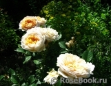 English Garden® English Garden®