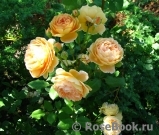 Crown Princess Margareta® Crown Princess Margareta®