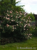 A Shropshire Lad A Shropshire Lad