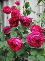 Falstaff® Falstaff®