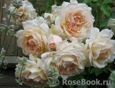 Chandos Beauty Chandos Beauty