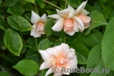 Perle d'Or Perle d'Or
