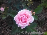 Mary Rose Mary Rose