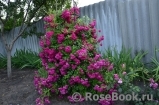 Super Excelsa Super Excelsa