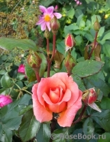 Sweet Fragrance Sweet Fragrance