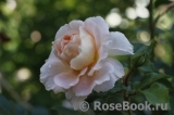 Sangerhauser Jubilaumsrose Sangerhauser Jubilaumsrose