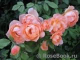 Lady of Shalott Lady of Shalott
