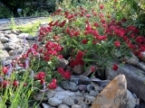 Red Cascade Red Cascade