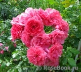 Rosarium Uetersen Rosarium Uetersen
