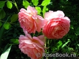 Jubilee Celebration® Jubilee Celebration®