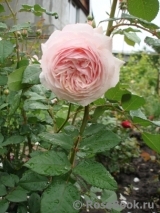 A Shropshire Lad A Shropshire Lad