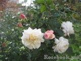 Crocus Rose® Crocus Rose®