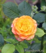 Rose Giardino di Boboli Rose Giardino di Boboli