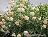 Ghislaine de Feligonde Ghislaine de Feligonde