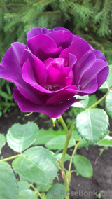 Rhapsody in Blue 