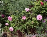 Princess Alexandra of Kent Princess Alexandra of Kent