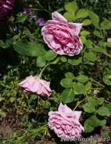Princess Alexandra of Kent Princess Alexandra of Kent