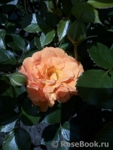 Goldelse Goldelse