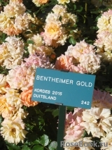 Bentheimer Gold ® Bentheimer Gold ®