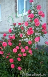 Rosarium Uetersen Rosarium Uetersen
