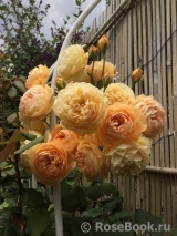 Crown Princess Margareta® Crown Princess Margareta®