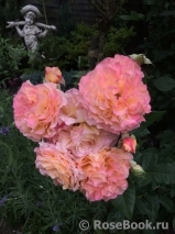 Augusta Luise Augusta Luise