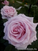 Frederic Mistral® Frederic Mistral®