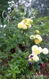 Golden Border Golden Border