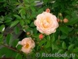 Ghislaine de Feligonde Ghislaine de Feligonde