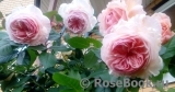 A Shropshire Lad A Shropshire Lad