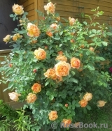 Lady of Shalott Lady of Shalott