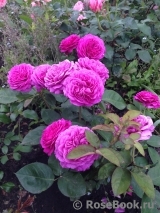 Heidi Klum Rose Heidi Klum Rose