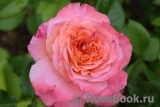 Augusta Luise Augusta Luise