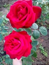 Red Magic Red Magic