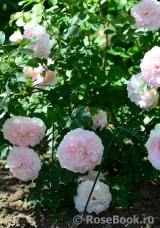 Morden Blush Morden Blush