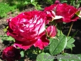 Belle de Segosa® Belle de Segosa®