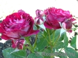 Belle de Segosa® Belle de Segosa®