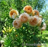 Crown Princess Margareta® Crown Princess Margareta®