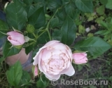 Hans Gonewein Rose Hans Gonewein Rose