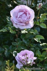 La Rose du Petit Prince La Rose du Petit Prince