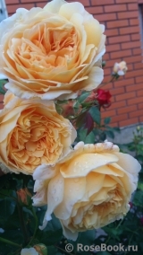 Crown Princess Margareta® Crown Princess Margareta®