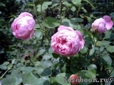 Charles Rennie Mackintosh® Charles Rennie Mackintosh®