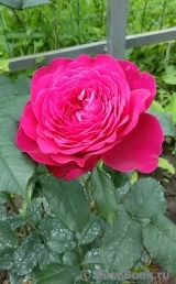 Johann Wolfgang von Goethe Rose® Johann Wolfgang von Goethe Rose®