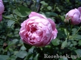 Charles Rennie Mackintosh® Charles Rennie Mackintosh®
