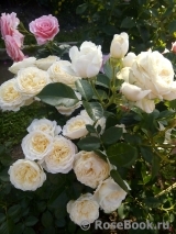 Cream Abundance Cream Abundance